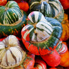 10 American TURKS TURBAN SQUASH Gourd Cucurbita Maxima Vine Seeds