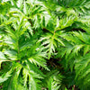 50 BLACK COHOSH Bugbane Actaea Racemosa Cimicifuga Bugbane Snakeroot Native White Shade Flower Herb Seeds
