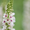 100 WHITE BLUSH VERBASCUM Blattaria Albiflorum Moth Mullein Flower Seeds