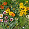 30 Mixed Colors GAZANIA Rigens Treasure Flower Seeds