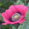 100 HENS and CHICKS Poppy Hens & Chickens Breadseed Lettuce Leaf Papaver Somniferum Flower Seeds