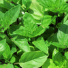 1000 CINNAMON BASIL Ocimum Basilicum HERB Flower Seeds
