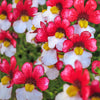 50 RED & WHITE NEMESIA Strumosa Danish Flag Fragrant Bicolor Flower Seeds
