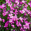 Spring Charm Rockcress Seeds – Rose Rock Cress Arabis Arendsii Flower Mix – photo 4