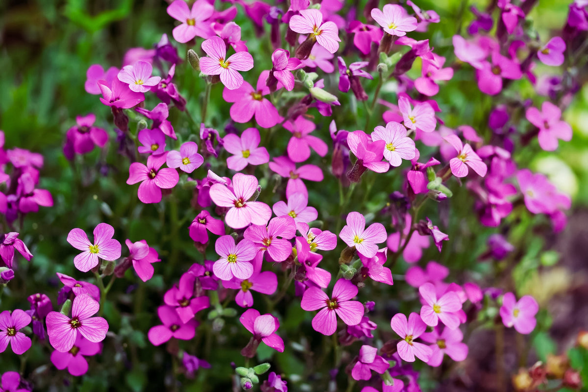 Spring Charm Rockcress Seeds – Rose Rock Cress Arabis Arendsii Flower Mix – photo 4