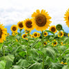 Early Mammoth Russian Sunflower Seeds – Helianthus Annuus Flower – photo 11