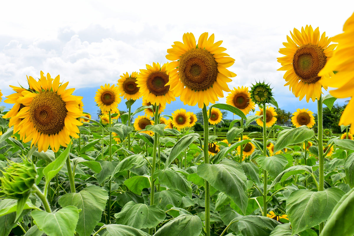 Early Mammoth Russian Sunflower Seeds – Helianthus Annuus Flower – photo 11