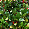 20 Creeping WINTERGREEN / TEABERRY Gaultheria Procumbens Evergreen Flower Seeds