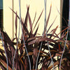 10 Purple NEW ZEALAND FLAX Phormium Tenax Purpureum Ornamental Grass Flower Seeds