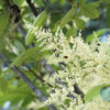 30 CHINESE SUMAC TREE Nutgall White Flowers Red Berries Rhus Chinensis Seeds