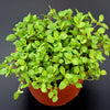 2000 SWEET MARJORAM Origanum Majorana Herb Flower Seeds