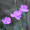 100 FALSE PURPLE FOXGLOVE Rose Gerardia Wetland Agalinis Purpurea Flower Seeds