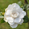50 GARDENIA Jasminoides / CAPE JASMINE Fragrant White Shrub Houseplant Flower Seeds