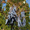 7 BLUE SAUSAGE FRUIT Edible & Ornamental Decaisnea Fargesii Tree Shrub Seeds