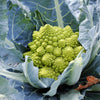 500 ROMANESCO BROCCOLI Broccoflower Roman Cauliflower Pyramid Broccolo Brassica Oleracea Vegetable Seeds