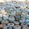 15 JARRAHDALE GREEN PUMPKIN Jarradale Blue Grey Cucurbita Maxima Vegetable Seeds