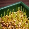 500 Organic CAT GRASS WHEAT Grass Pet Grass Wheatgrass Catgrass Triticum Aestivum Seeds