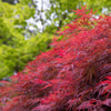 10 INABA SHIDARE MAPLE Weeping Red Laceleaf Japanese Acer Palmatum Dissectum Tree Seeds