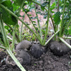 300 BLACK SPANISH ROUND Hot Spicy European Raphanus Sativus Root Vegetable Seeds