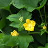 200 HALE'S Best JUMBO CANTALOUPE Orange Muskmelon Cucumis Melo Melon Fruit Seeds