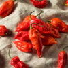 20 GHOST PEPPER SEEDS Blazing Hot Naga Bhut Jolokia Cobra Chili Vegetable Seeds
