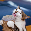 1000 HEIRLOOM CATNIP Nepeta Cataria Herb Flower Seeds