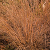 300 LITTLE BLUESTEM GRASS Schizachyrium Scoparius Seeds