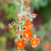 20 Apricot DESERT GLOBEMALLOW Mallow Sphaeralcea Ambigua Flower Seeds