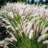 25 DWARF FOUNTAIN GRASS Pennisetum Alopecuroides Hardy Ornamental White Plume Seeds