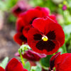 50 RED & BROWN PANSY Swiss Giant Violet Viola Wittrockiana Flower Seeds