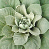 150 YELLOW VERBASCUM Thapsus Common Mullein Flower Herb Seeds