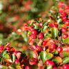 20 BEARBERRY Arctostaphylos Uva-Ursi Kinnikinnick Pinemat Manzanita Flower Seeds