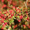 20 BEARBERRY Arctostaphylos Uva-Ursi Kinnikinnick Pinemat Manzanita Flower Seeds