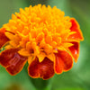 250 DWARF DOUBLE MARIGOLD ' Orange Flame ' Tagetes Patula French Red Flower Seeds
