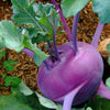 2000 PURPLE VIENNA KOHLRABI Brassica Oleracea Gongylodes Vegetable Seeds