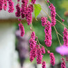 10 KISS ME OVER THE GARDEN GATE Princess Feather Polygonum Orientale Persicaria Orientalis Magenta Pink Flower Herb Seeds