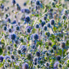 25 Blue GLOBE THISTLE Echinops Ritro Southern Globethistle Pollinator Flower Seeds