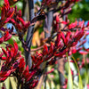 10 Variegated NEW ZEALAND FLAX Phormium Tenax Variegatum Ornamental Grass Flower Seeds
