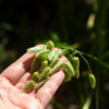 100 QUAKING GRASS (Rattlesnake Grass) Briza Maxima Seeds