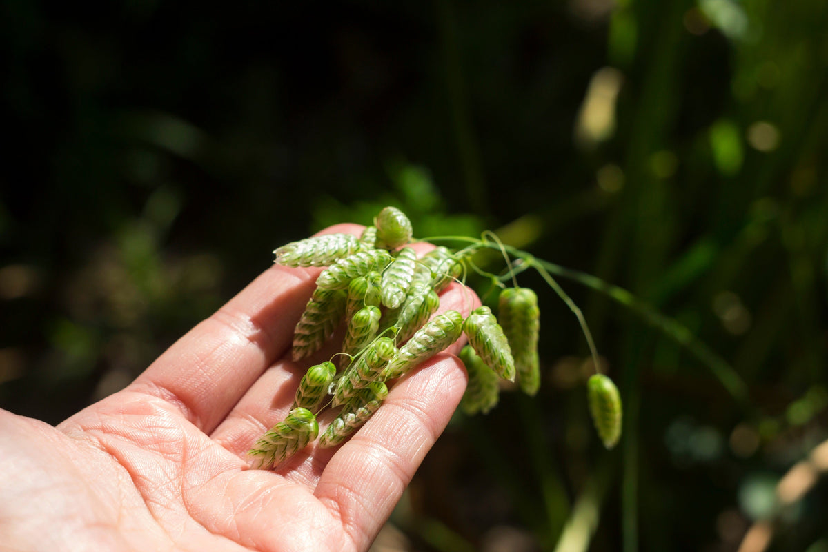 Quaking Grass Seeds – (Rattlesnake Grass) Briza Maxima – photo 8