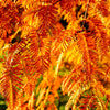 20 DAWN REDWOOD Tree Metasequoia Glyptostroboides Conifer Seeds