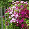 10 MIXED HYBRID CLEMATIS Hybrida Red Purple Pink Blue Bicolor Flower Vine Seeds