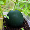 Sugar Baby Watermelon Seeds – Citrullus lanatus Fruit Melon – photo 4