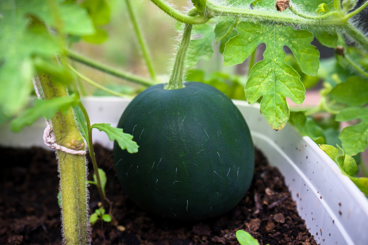 Sugar Baby Watermelon Seeds – Citrullus lanatus Fruit Melon – photo 4