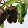 Chocolate Beauty Bell Pepper Sweet Brown Capsicum Annuum Vegetable Seeds – photo 4