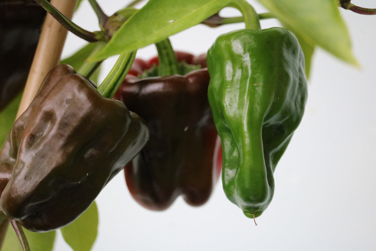 Chocolate Beauty Bell Pepper Sweet Brown Capsicum Annuum Vegetable Seeds – photo 4