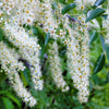 30 BLACK CHERRY Fruit Tree Prunus Serotina Fragrant White Flowers Seeds