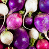 500 Mixed Colors EASTER EGG RADISH Raphanus Sativus Vegetable Seeds