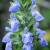 1000 CHIA SAGE / SALVIA Salvia Hispanica Flower Seeds