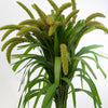 Foxtail Millet Seeds – Setaria Italica Ornamental Grass Flower – photo 10